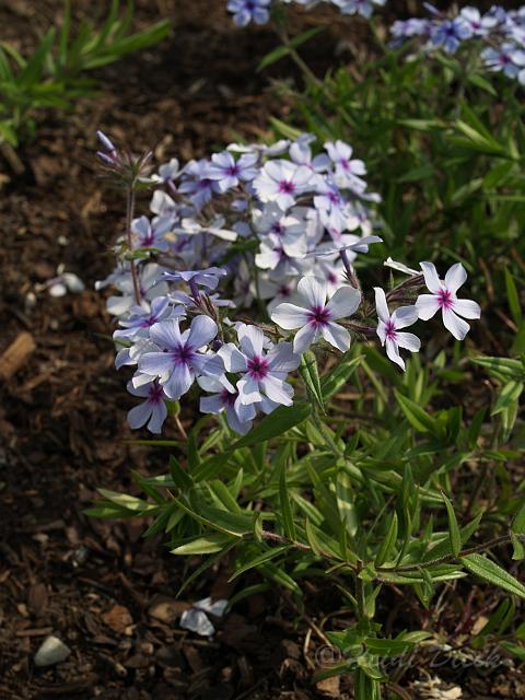 Phlox divaricata Chattahoochee.JPG